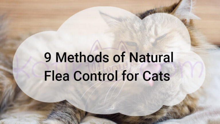 View of 9 Methods of Natural Flea Control for Cats - Kotikmeow