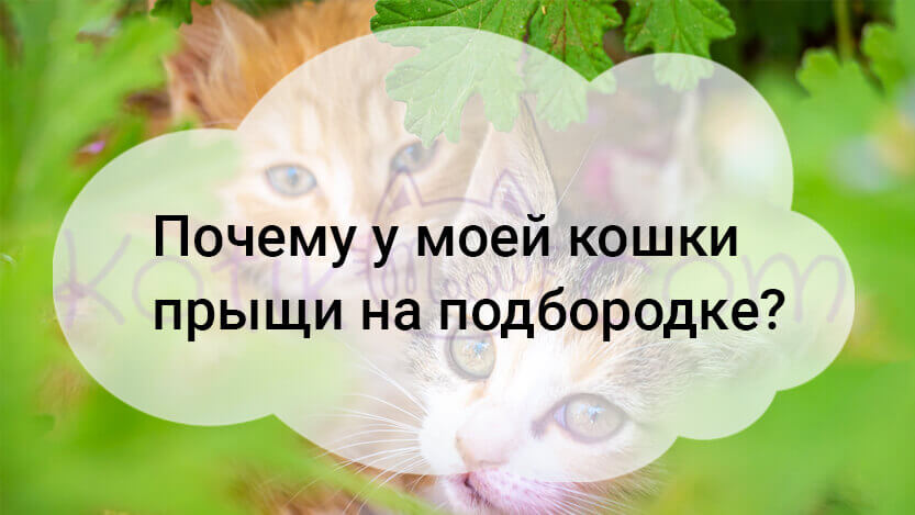 Вы сейчас просматриваете Почему у моей кошки прыщи на подбородке?
