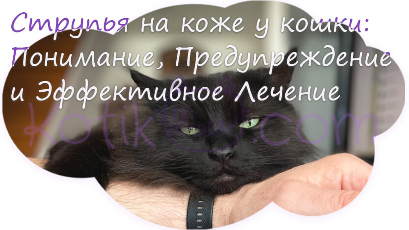 Струпья на коже у кошки